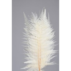 LONG FERN 16" x 8"  Bleached- OUT OF STOCK
